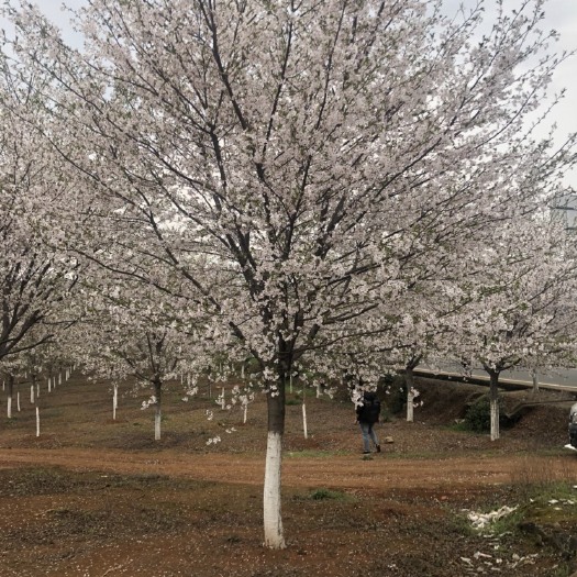 大量供应各规格高杆樱花