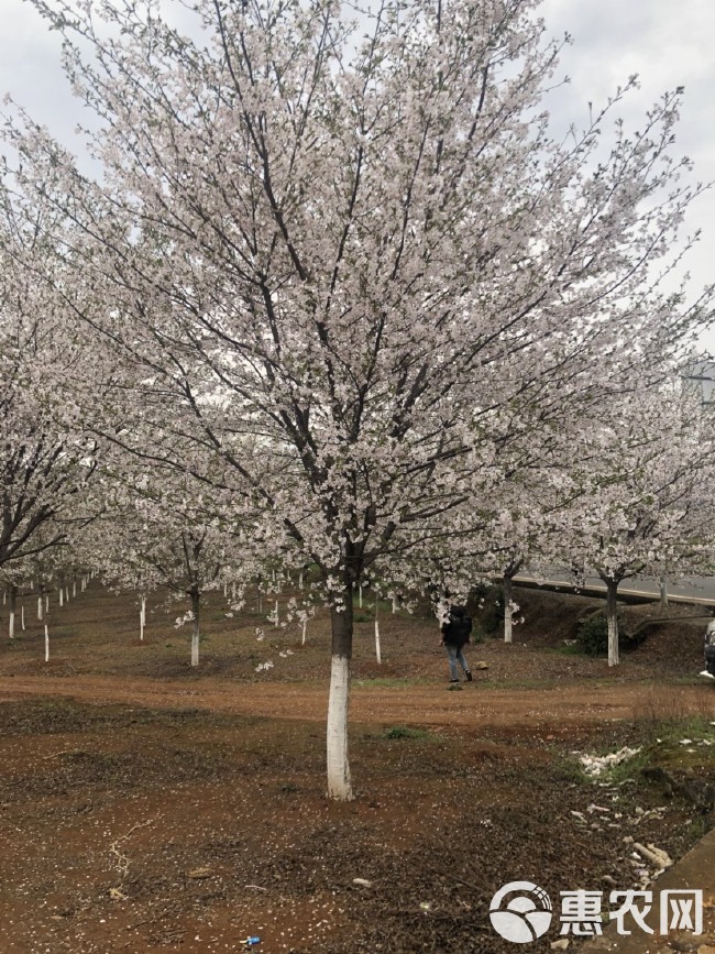 大量供应各规格高杆樱花