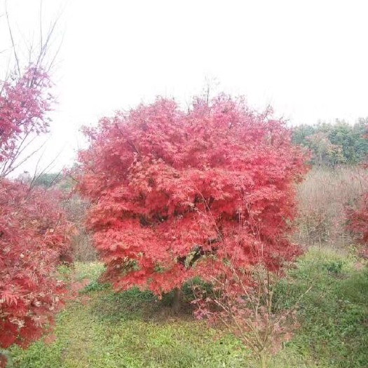 嵊州市中国红枫 大量供应各规格红枫