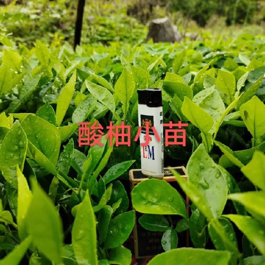 阳朔县酸柚苗  酸柚大小苗