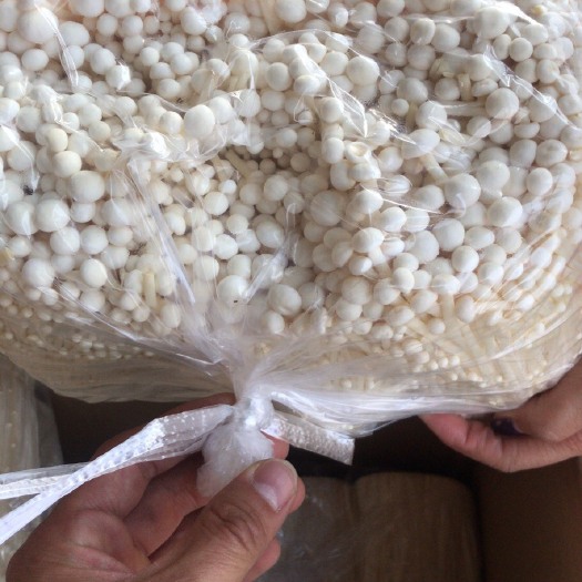 吉林市白金针菇  金针菇