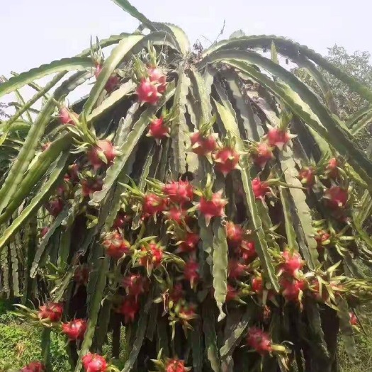 河口县火龙果