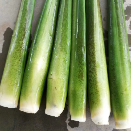 衢州精品浙江茭白肉白低价原产地露天双季茭白批发