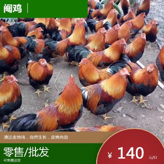 清远本地阉鸡，肉质细嫩，肉黄白肉厚，皮质柔软光滑