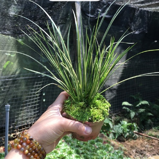 南靖县金叶菖蒲 绿植盆栽，水陆缸，雨林缸造景植物菖蒲
