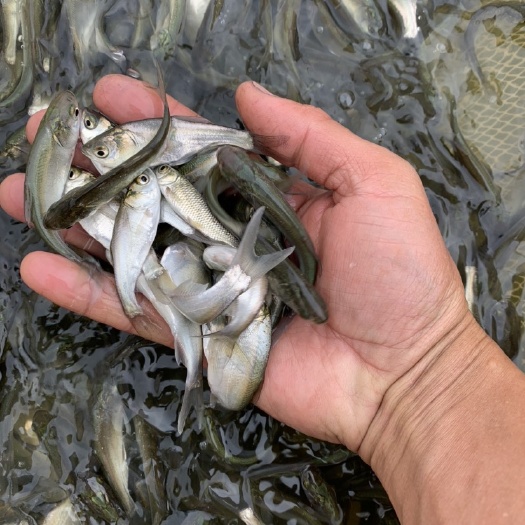 广州白鲢鱼苗 白鲢鱼 鳊鱼苗 四大家鱼鱼苗 规格多