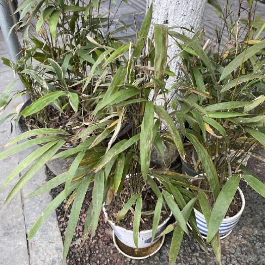 桐梓县 方竹赤竹竹苗