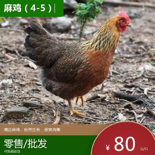 清远土鸡养殖场直销，肉质细嫩，鲜美美味，一只代发