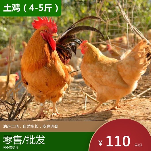 清远麻鸡 4-5斤 统货