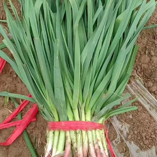 秦皇岛 纯正红根蒜苗
