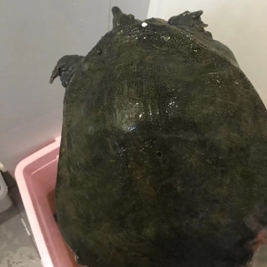 苍溪县甲鱼 有机 塘外