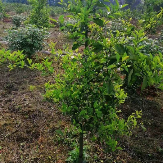 香橼树 大量枳壳树出售，地径5公分左右
