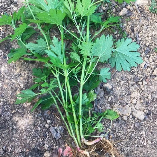 武汉 益母草2021年鲜货