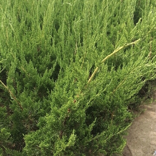 长沙小龙柏  高度40厘米龙柏