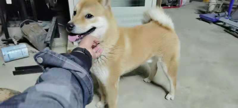土狗  狗