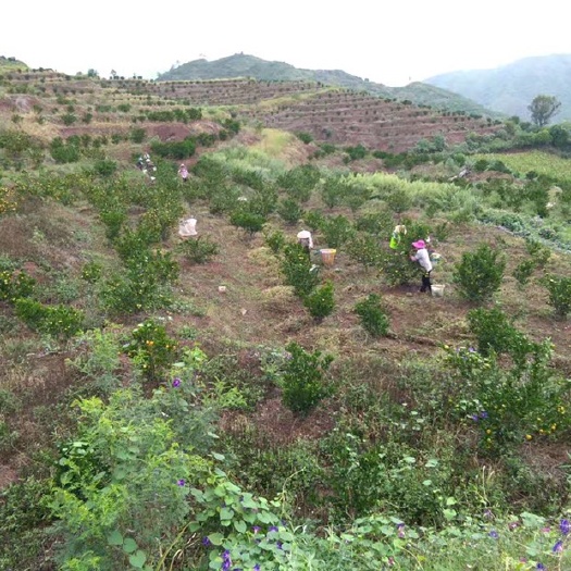 峨山县果园  云南玉溪峨山县大龙潭橘子种植基地流转，可套养