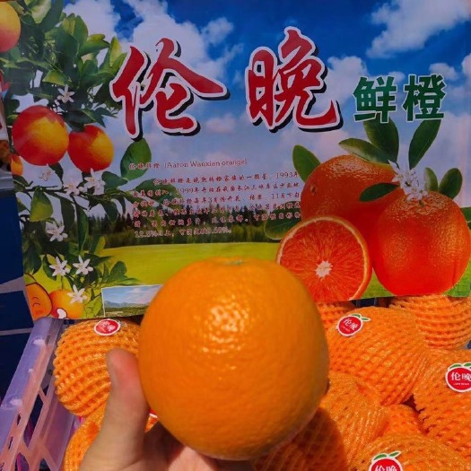上海伦晩橙子走一波