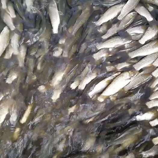 南宁 草鱼苗，快速生长品种草鱼，病少快大