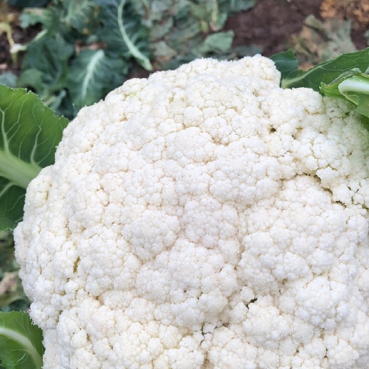 金堂县白花菜花  散花大量上市，花白货好，关系采购！