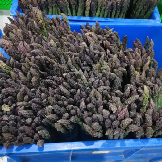 如东县绿芦笋 江苏省南通市如东县 20~30cm 