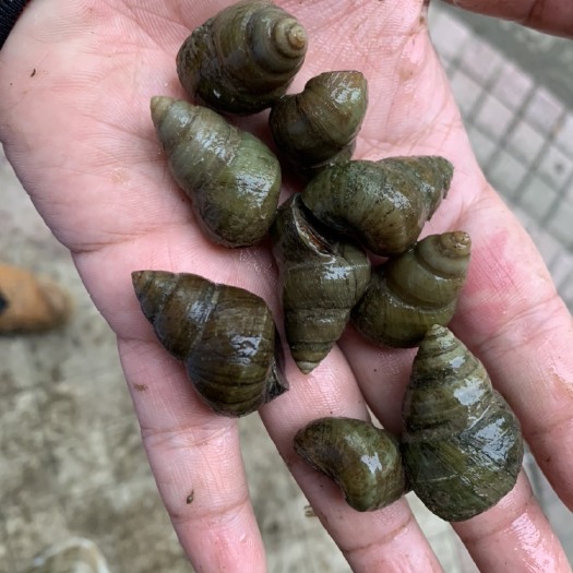 洪湖市洪湖清水石螺无青苔 电筛挑选1.8以上不封顶