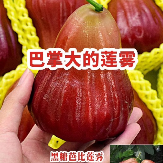 南宁黑糖芭比莲雾苗  黑糖芭比莲雾 莲雾中的精品
