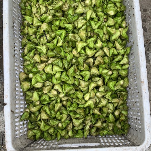 泰州菱角