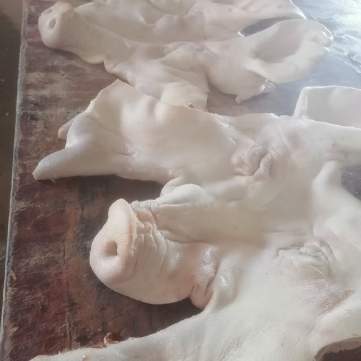 母猪头皮带耳朵，证件齐全