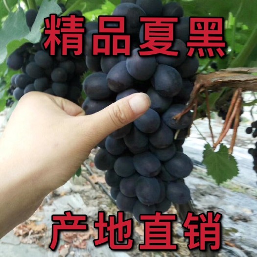 三门县夏黑葡萄 精品夏黑  大量上市  来电咨询