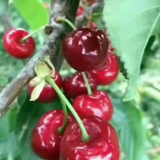 汉源县红灯樱桃  基地直供，一手货源，产地直发，汉源露天车厘子。
