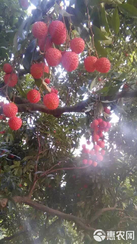 增城荔枝~鲜摘现发(增城桂味、糯米糍、先进奉)果大核小