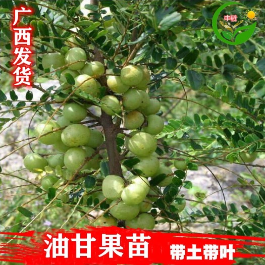 灵山县余甘果苗  油柑树苗 余甘果树苗 牛甘果 四季种植南北方种植嫁