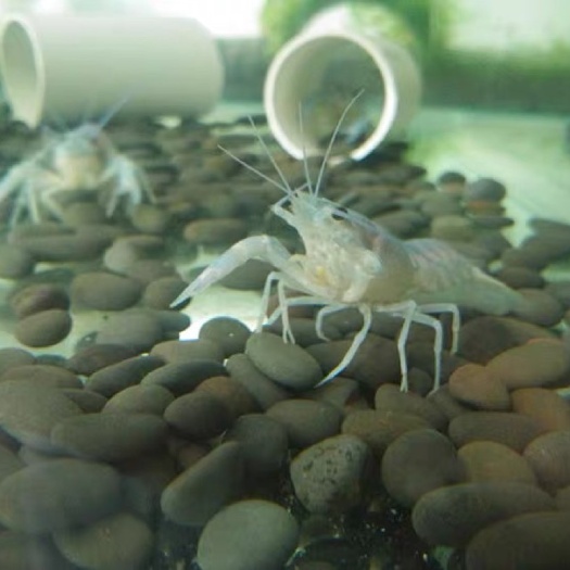 漳州澳洲淡水龙虾苗，自家苗场直售！