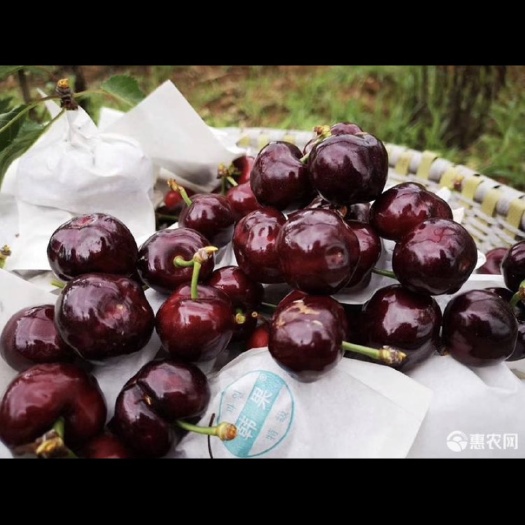 黑珍珠樱桃  汉源黑珍珠（套袋）供应中果，大果，精品果。