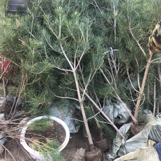 沭阳县 白皮松老桩苗高度50-1米高度拆迁占地最合适苗木耐寒耐旱
