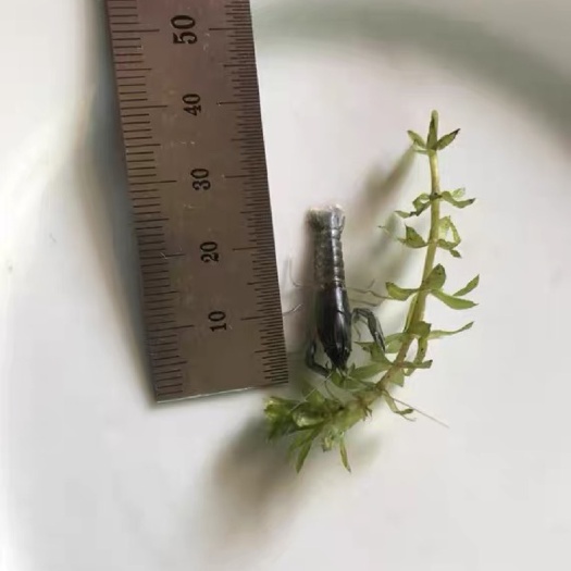 澳洲淡水龙虾苗  一手货源 苗场直售！更有养殖技术指导