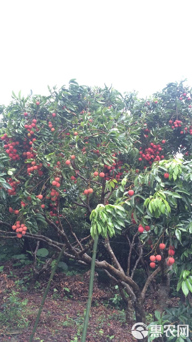 增城荔枝~鲜摘现发(增城桂味、糯米糍、先进奉)果大核小