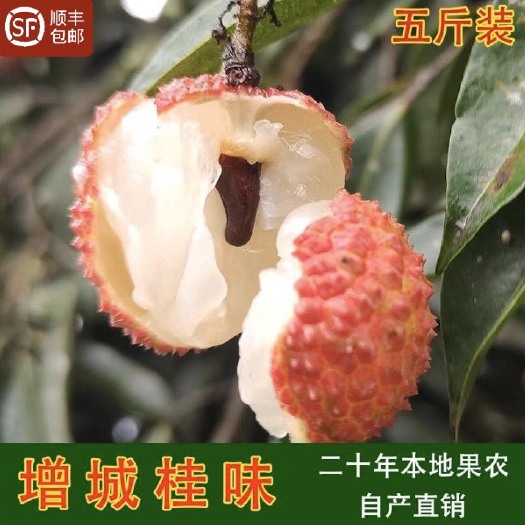 广州正宗增城荔枝~鲜摘现发(增城桂味、糯米糍、先进奉)果大核小