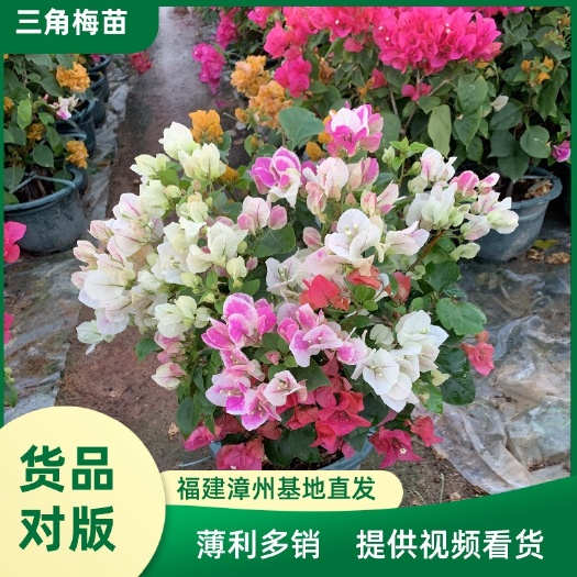 漳州各种颜色三角梅种苗 中国红三角梅小苗 提供视频看货 保证对版