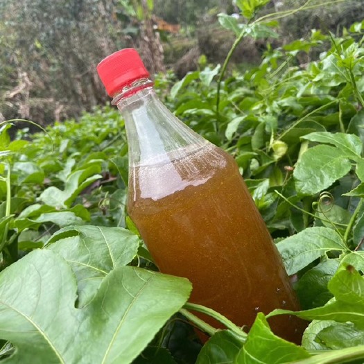 蕉岭县蜂蜜 来自世界长寿乡蕉岭特产大自然的礼物～龙眼蜜
