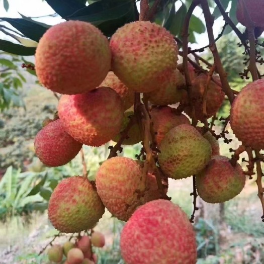 元江县妃子笑荔枝  三月红荔枝、妃子笑、大量有货、