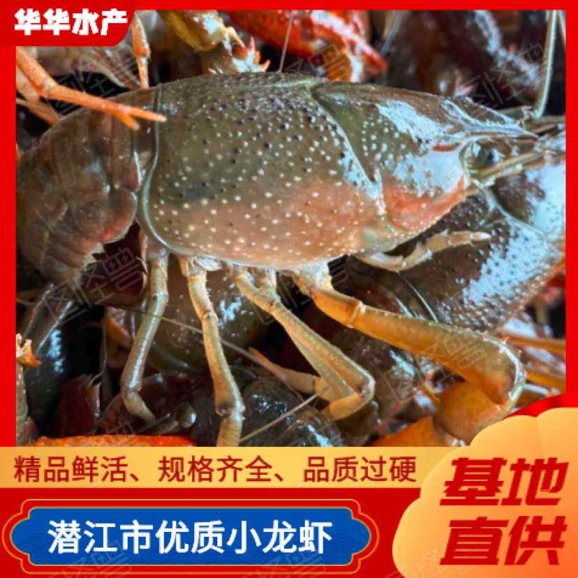 潜江市湖北小龙虾冲量一手货源，新鲜直达，死亡包配赔