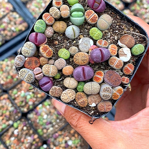 青州市生石花，生石花小苗，多肉生石花，生石花基地，生石花拼盘，肉锥