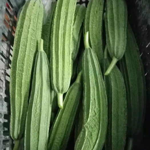 高州市棱丝瓜 花瓜大肉丝瓜新鲜蔬菜花色丝瓜农家自现现发