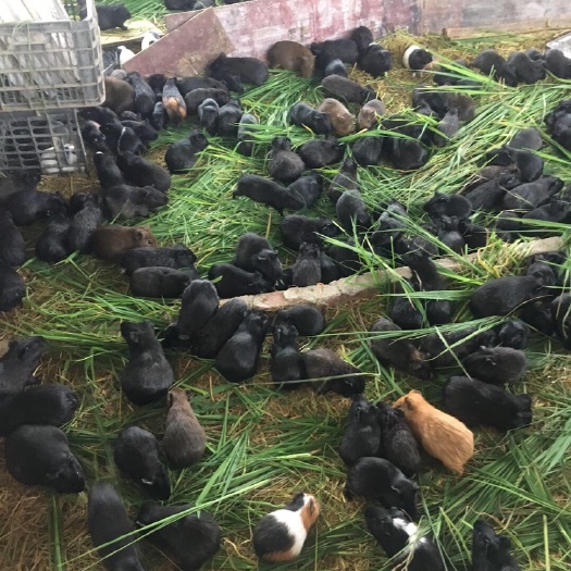 融安县荷兰鼠  荷兰猪
