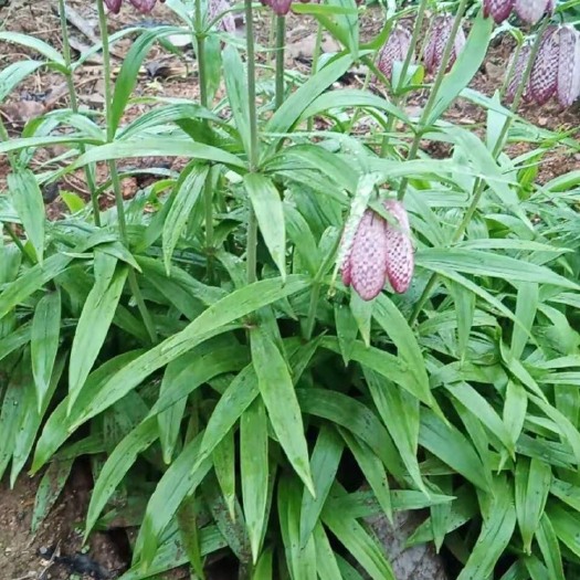 荆州 川贝母