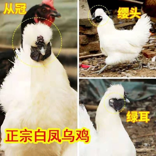 民权县乌骨鸡苗  纯种乌骨鸡脱温苗半大白凤乌鸡泰和乌鸡批发零售