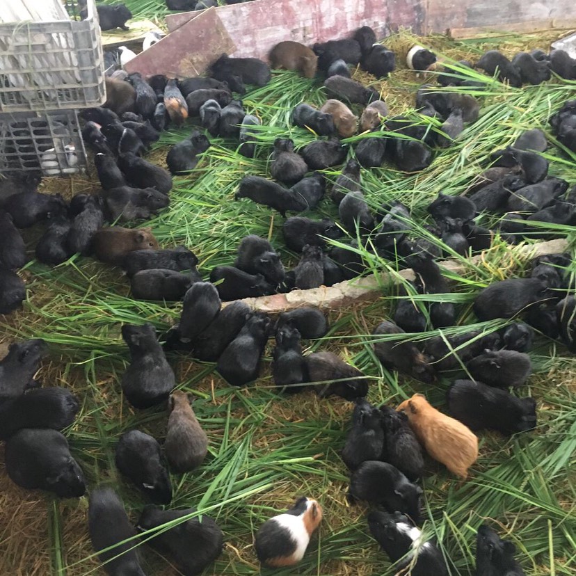 荷兰鼠  荷兰猪