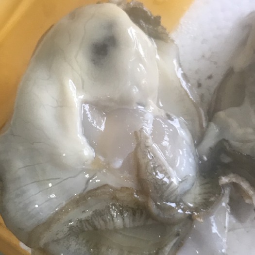 连云港净化蚝  生蚝，肥蚝1+1.5+2+个头大，肉质细嫩鲜美，高品质