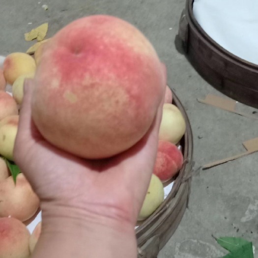 嘉兴正宗凤桥水蜜桃